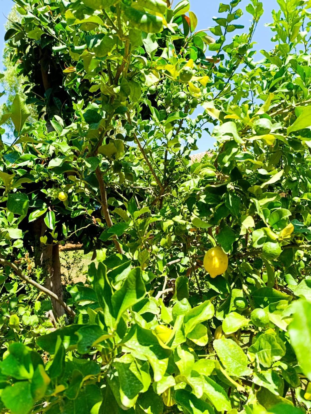 Garden House Mondello Palermo别墅 外观 照片